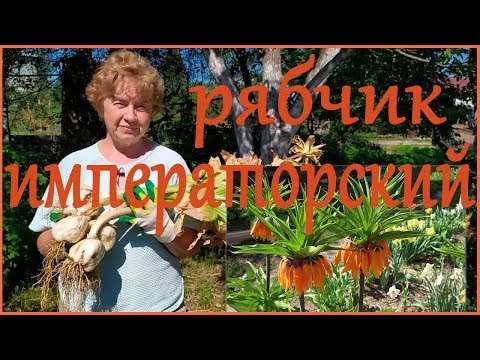 Видео: РЯБЧИК ИМПЕРАТОРСКИЙ. СРОКИ ЦВЕТЕНИЯ, ПРАВИЛА ВЫКОПКИ ЛУКОВИЦ И ИХ ХРАНЕНИЕ.