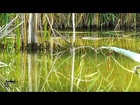 Видео: КРУПНИЙ КАРАСЬ НА БОКОВИЙ КИВОК В ЖАРУ.