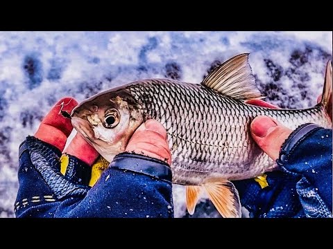 Видео: ПЛОТВА НА НИМФО ШАР. РЫБАЛКА НА БЕЗМОТЫЛКУ. ПЕРВЫЙ ЛЕД 2023.