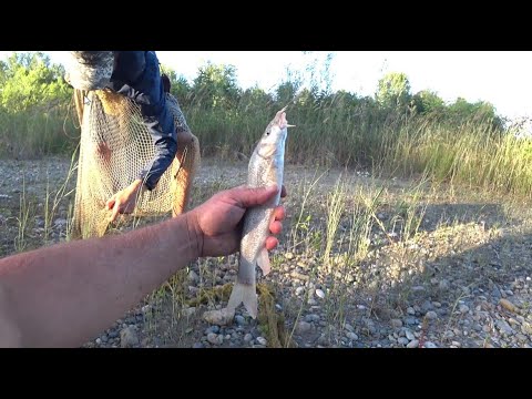 Видео: Горный УСАЧ!!!Кастинговая сеть.Готовим рыбу.Выживание на реке