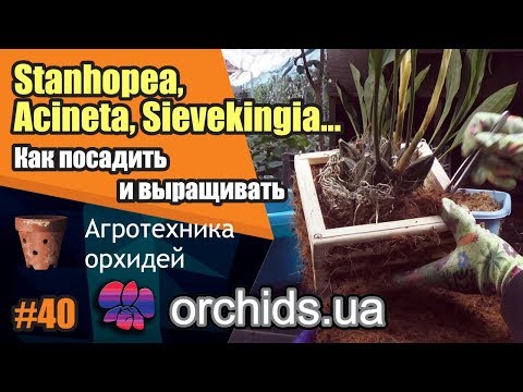 Видео: Как посадить и выращивать Stanhopea, Acineta, Sievekingia...