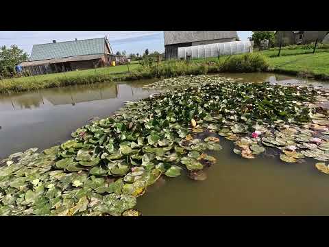 Видео: Oбзор пруда и территории рыбалка на пруду