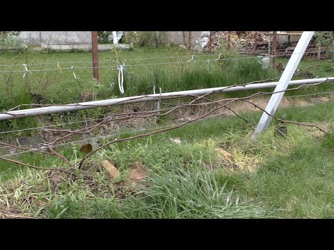 Видео: Первые работы на винограднике : раскрытие,  подвязка и др