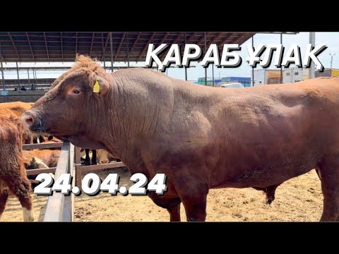 Видео: Мал базар Қарабұлақ 24.04.24. Сиыр. Бұзау. Бұқа