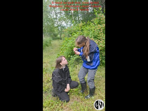 Видео: Поимка и выпуск самца и слетка большого пестрого дятла. (Dendrocopos major).