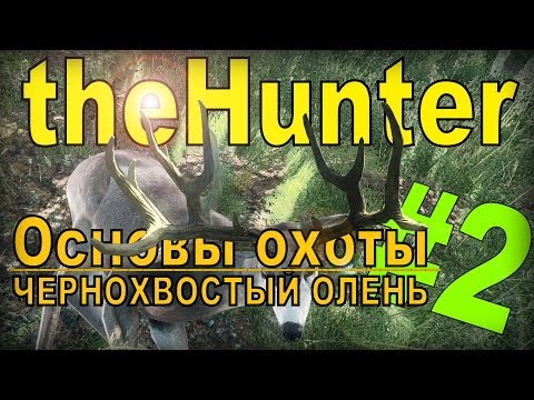 Видео: the Hunter - Чернохвостый олень [Основы охоты] #2