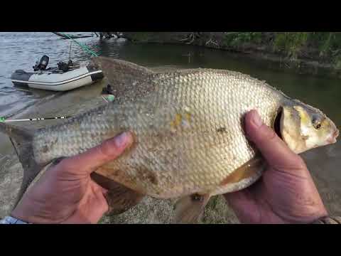 Видео: УЧУ ловить ЛЕЩЕЙ. Очередной успешный выезд.