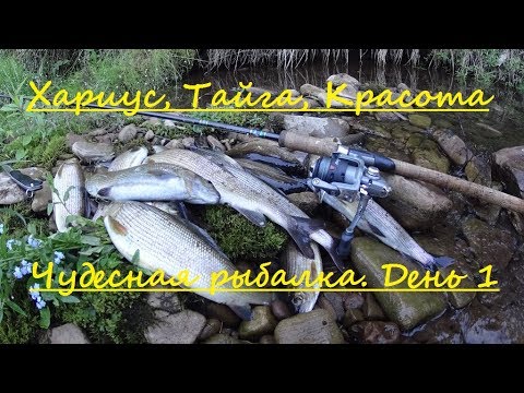 Видео: Чудесная рыбалка на реке !!! Ловим хариуса на горной речке !!!