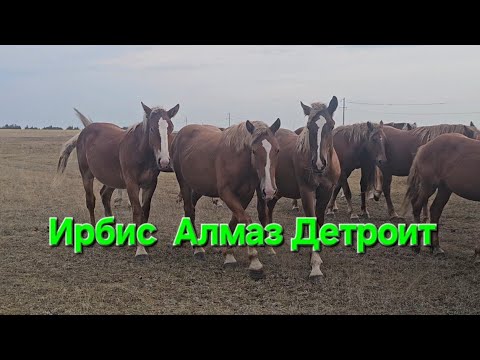 Видео: От посева до покоса: рассказ среди табуна.
