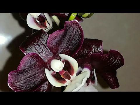 Видео: Омоложение ОРХИДЕИ..Каода твинкл..18.04.2020.