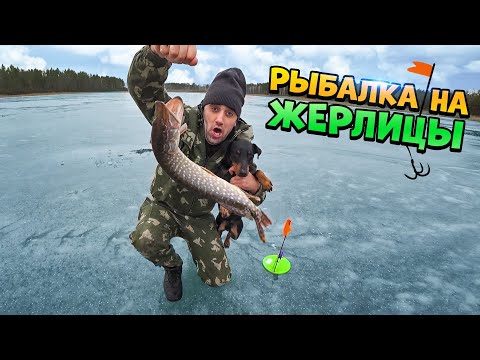 Видео: Жизнь в лесу! [3-Часть]Ловля щуки на жерлицы. Ловля живца на хапугу.