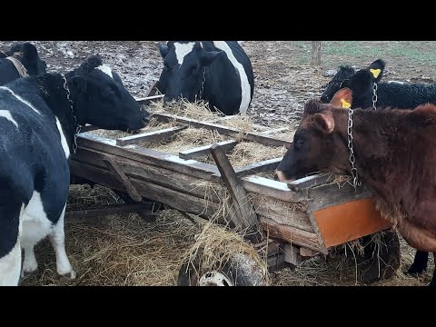 Видео: ЛІСОВА ФЕРМА , ЯК Ми Починали, Як То Було, Що Буде Далі)