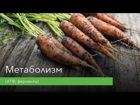 Видео: Метаболизм (АТФ, ферменты)