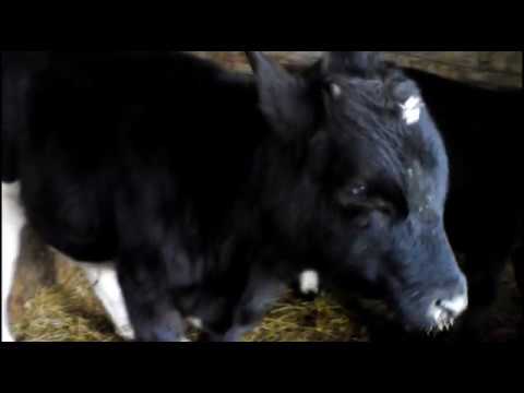 Видео: Стригущий лишай(трихофитоз). Лечение и профилактика.ЛТФ-130.