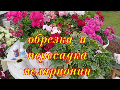 Видео: #обрезка и перевалка пеларнонии #подготовка пеларгонии к зиме