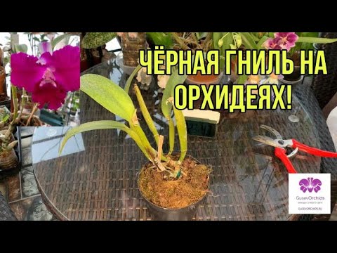 Видео: Чёрная гниль у орхидеи Каттлея