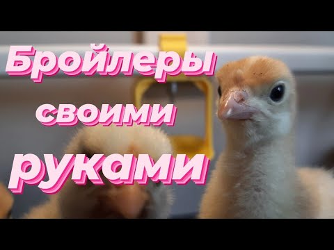Видео: ДОМАШНЯЯ МИНИФЕРМА  для цыплят и индюшат.