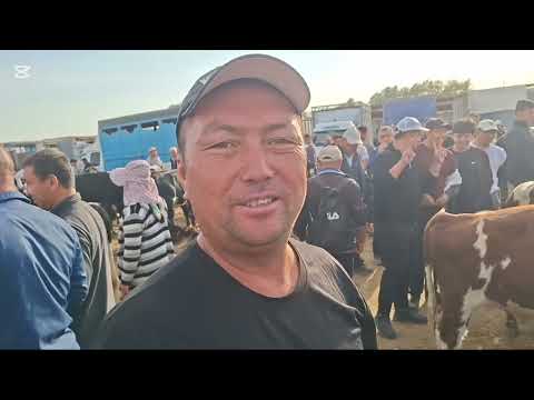 Видео: 29.09.2025.Сарыағаш мал базары.Сиырлар,сиырлар бузаумен,буқалар,қашарлар,таналар,құнажындар,бузаулар