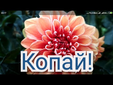 Видео: Бабушкин способ хранения георгин зимой. Или отправляем георгины на зимовку.