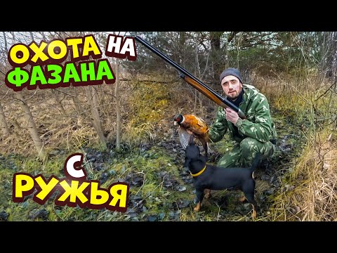 Видео: Жизнь в лесу [2-Часть] Охота на фазана с ружья. Готовлю фазана в яме.