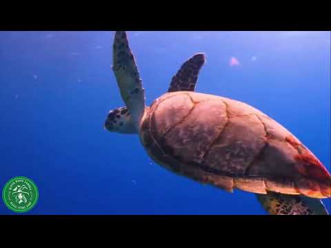 Видео: Музыки 4 Стихии - Гармонизация и Активация в человеке 4 Стихий 11 часов