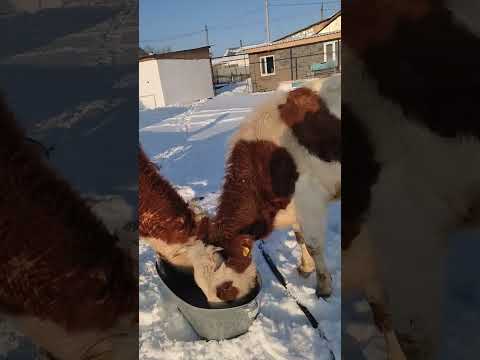 Видео: Кешкі мал жайғау