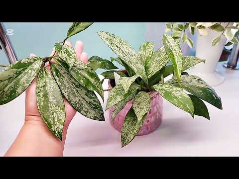 Видео: Обзор./ Хойи 🌿♥️7 сентября 2025/1 часть 