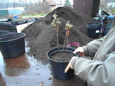 Видео: Саженцы из питомника Веры Глуховой готовы к зимовке.