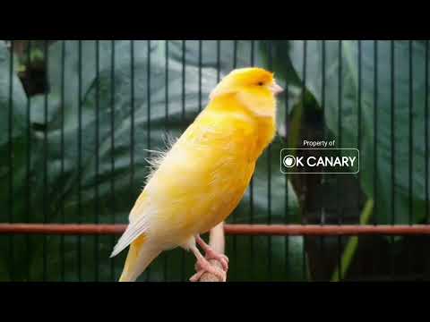 Видео: Дрессировка молодой канарейки: Формирование паттернов пения с раннего возраста