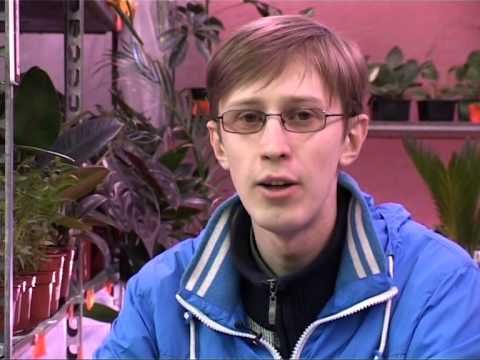 Видео: ДАЧНИКИ (выпуск 18) - группа яблонь Карлики Мазунина/ Подробнее www.5-nt.ru