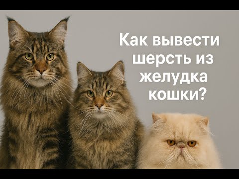 Видео: Как вывести шерсть из желудка кошки, как это вовремя заметить, как не допускать до этого и препараты