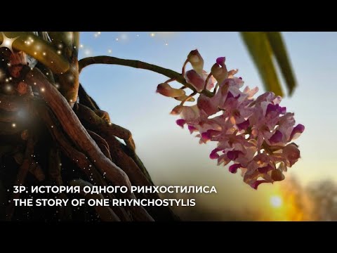 Видео: 3Р. История одного Ринхостилиса. The story of one Rhynchostylis