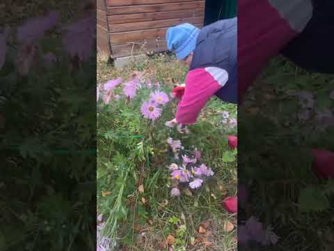 Видео: #дачавподмосковье #деньвдеревне #дача #дачныйдневник #деревенскаяжизнь #огород #уборкаучастка