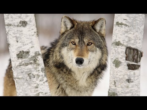 Видео: Дикий зверь в походе | Как понять зверя | Правила поведения в лесу