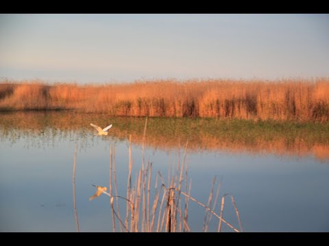 Видео: Ба Цзы 1. Часть 1. Построение карты. Небесные стволы. Земные ветви. Вебинар