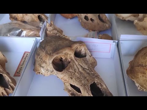 Видео: Тайны древнего Египта: Какой секрет скрывает пирамида Джосера?