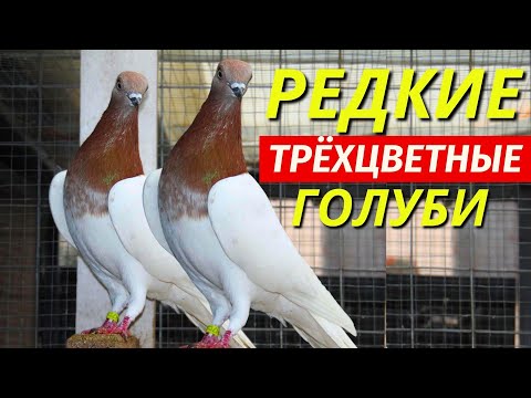 Видео: Красношейные Голуби дали РЕДКИХ трёхцветных голубят ✅😍  pigeon pigeons