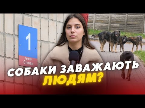 Видео: 🤯“Вкусила, коли я була ВАГІТНА”! Лучани скаржаться на АГРЕСИВНИХ собак