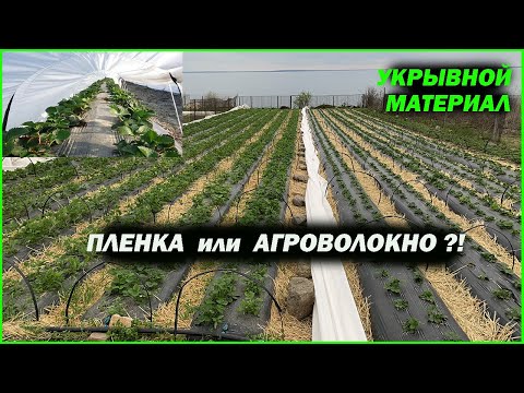 Видео: Агроволокно ИЛИ пленка?! ЧЕМ УКРЫТЬ КЛУБНИКУ?!