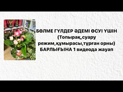 Видео: ТІКЕЛЕЙ ЭФИР БАРЛЫҒЫНА 1 жауап