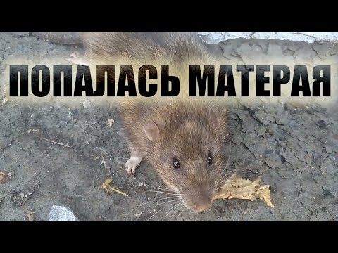 Видео: наконец то я ее поймал.Хитрая крыса
