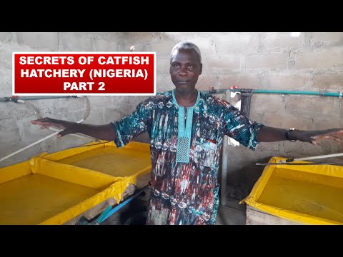 Видео: Секреты бизнеса по разведению сома в Нигерии. Часть 2
