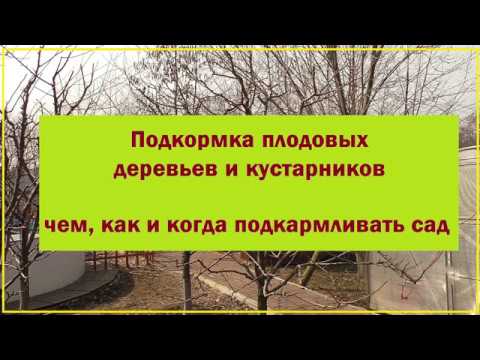 Видео: Чем, когда и как подкормить плодовые деревья и кустарники