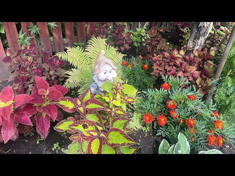 Видео: Колеусы, которые растут в полутени и в тени. Обзор.