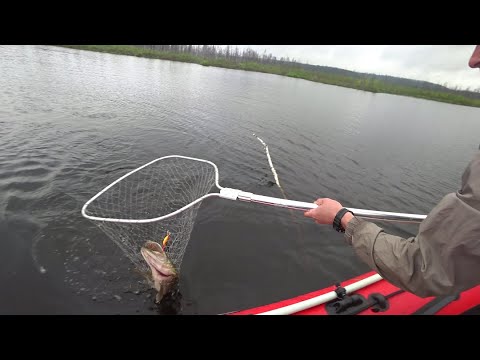 Видео: Раньше в этом лесу были грибы а теперь щука!!! Закрытие летнего сезона по щуке. Рыбалка на спининг.