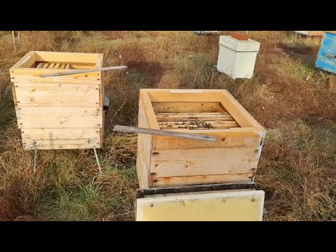 Видео: Объединение слабых пчелиных семей осенью