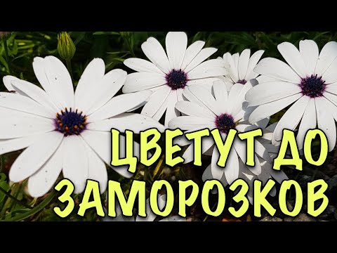 Видео: ЛУЧШИЕ неприхотливые ОДНОЛЕТНИКИ, которые ОБИЛЬНО цветут всё лето и осень ДО САМЫХ ЗАМОРОЗКОВ