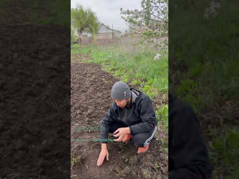 Видео: Малинаны кантип олтургузабыз