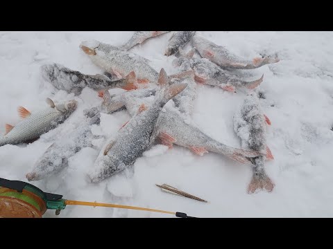 Видео: ёрш, окунь, плотва и судачок на самодельную блесну