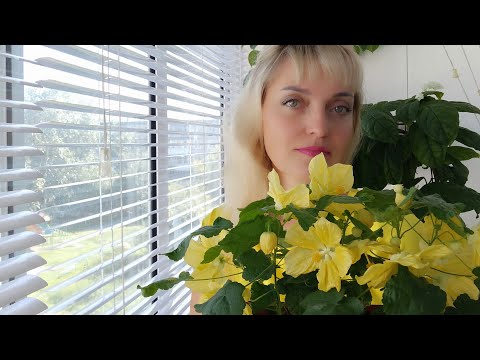 Видео: АБУТИЛОН БЕЛЛА , ОБРЕЗКА, РАЗМНОЖЕНИЕ И ЦВЕТЕНИЕ.